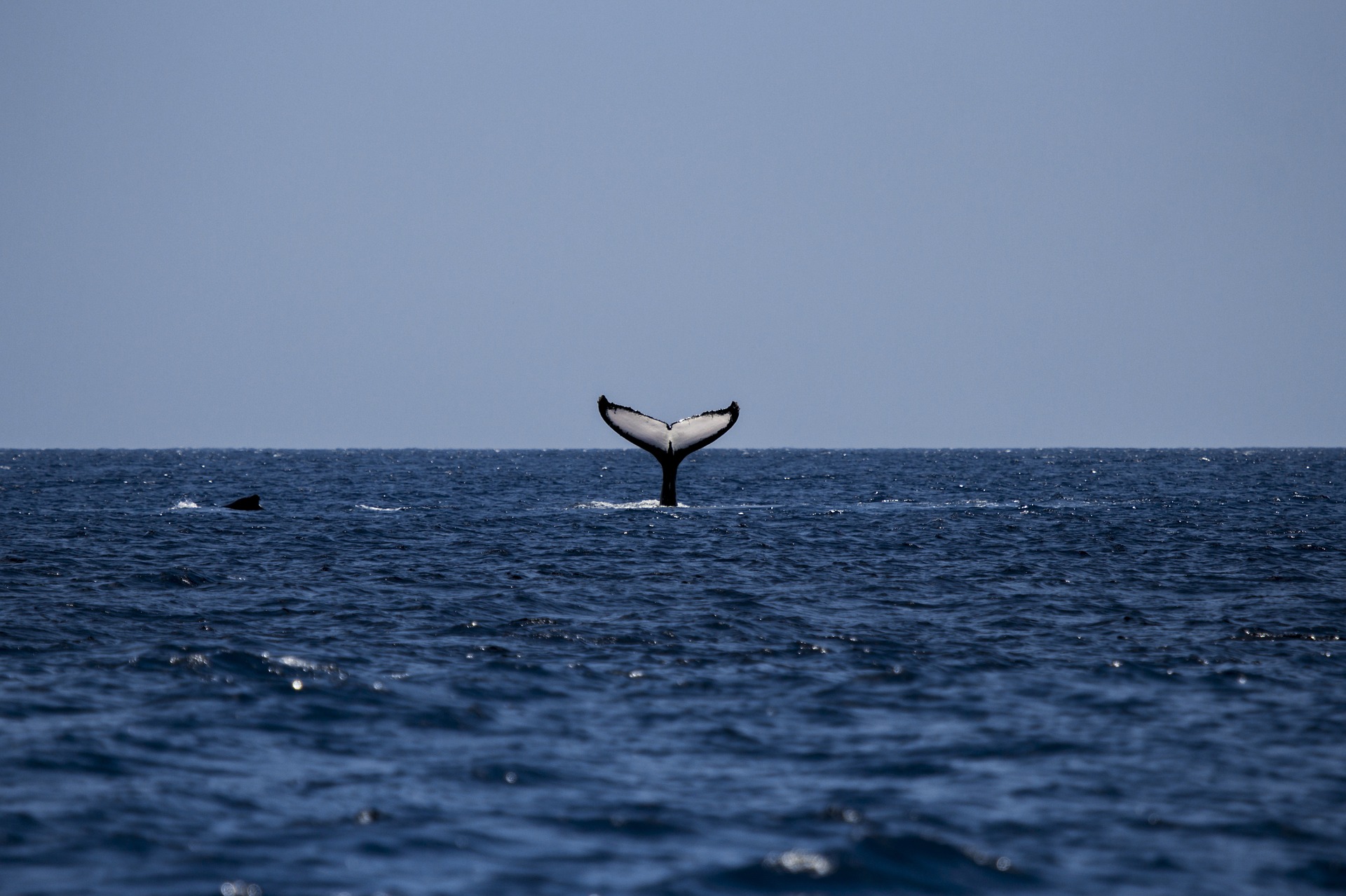 whale_watching_sea_activities_where_to_buy_puerto_vallarta_tour_travel_tours_vallarta_fun_activities_what_to_do (