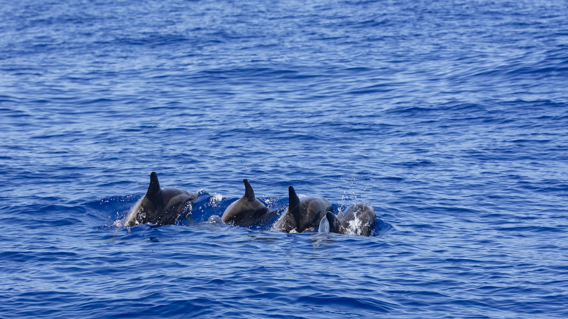 whale_watching_sea_activities_where_to_buy_puerto_vallarta_tour_travel_tours_vallarta_fun_activities_what_to_do (